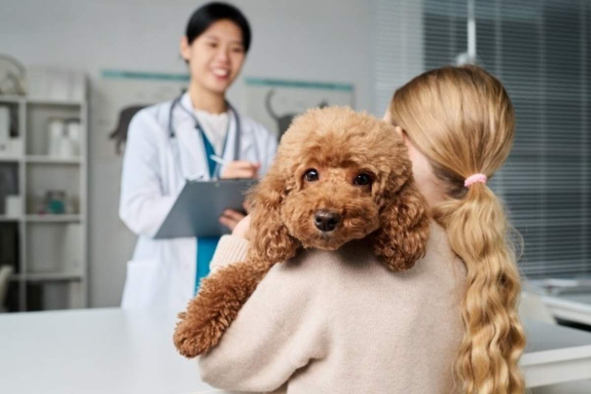 when-to-take-dog-to-the-vet-warning-signs