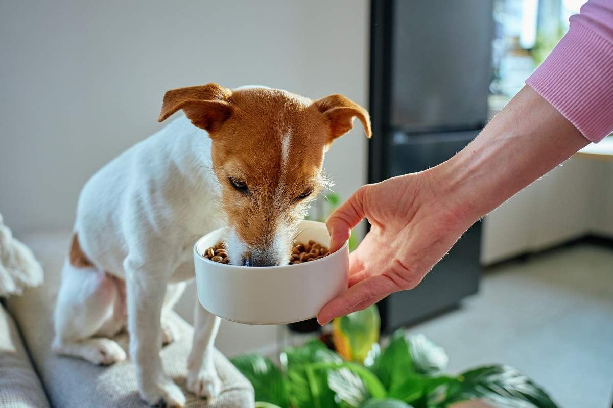 foods-for-diabetic-dogs-vet-recommended-diet-options