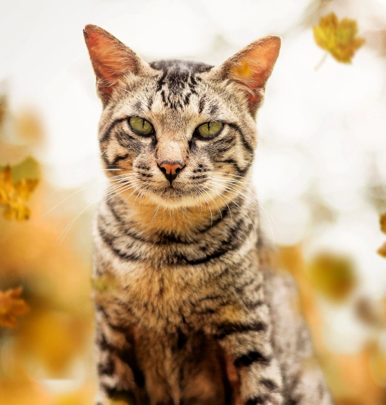 cat-acupuncture-Post-Treatment Care and Recommendations