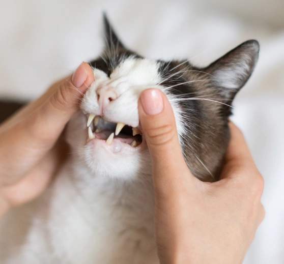Gum Disease Treatment for Cats