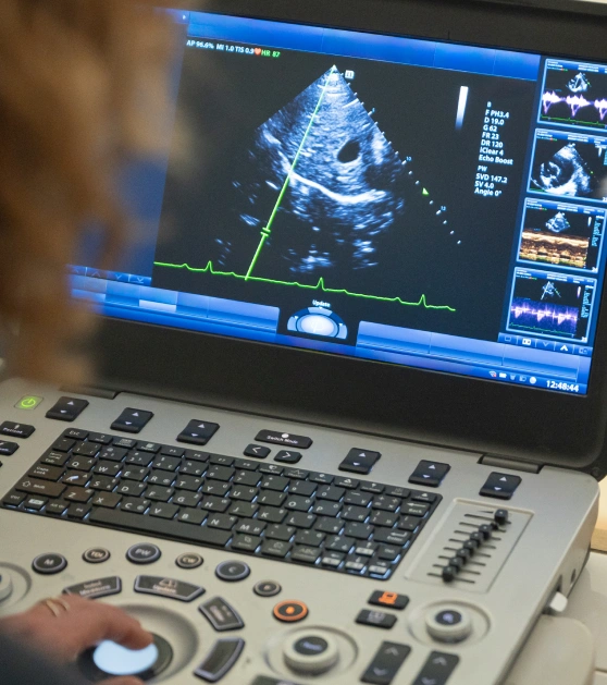 Cat Allergy & Dermatology Testing