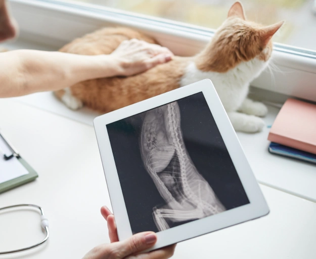 cat-diagnostics-care