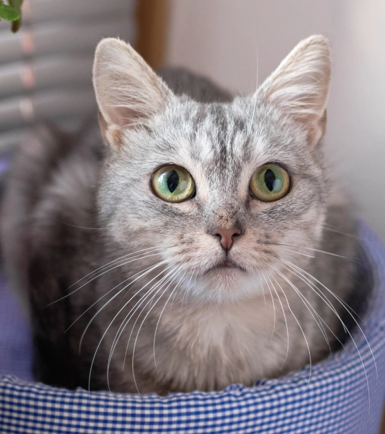 Cat Specialized Treatments