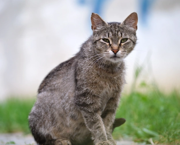 cat-preventative-care