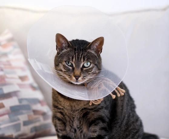 cat-acupuncture-Post-Treatment Care and Recommendations