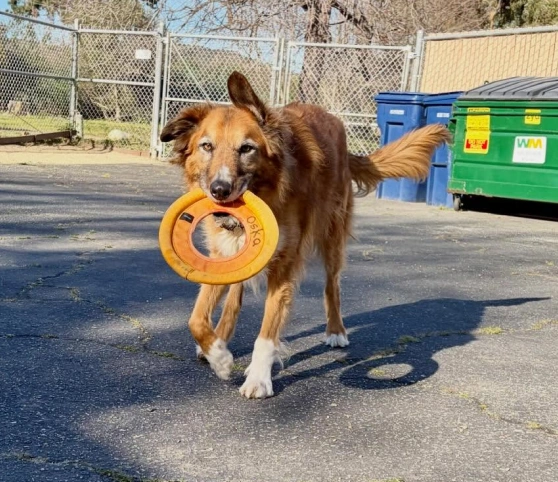 dog-boarding-what-to-bring-&-not-to-bring