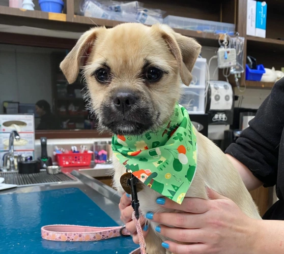 dog-dental-services-periodontal-disease-treatment