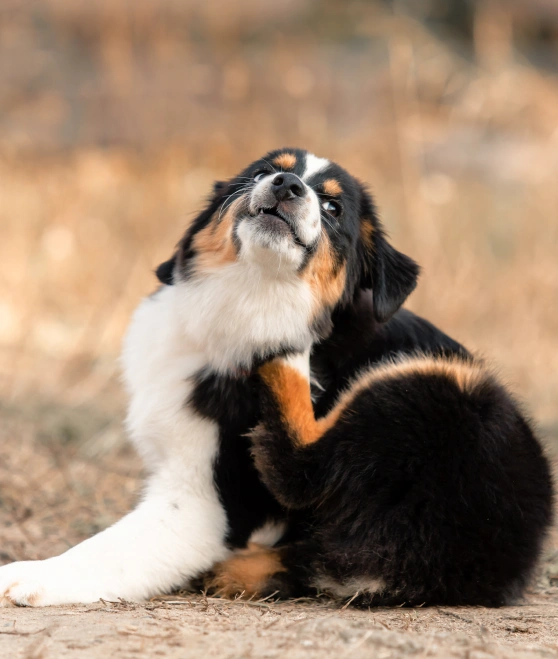 dog-diagnostics-care-allergy-&-dermatology Testing