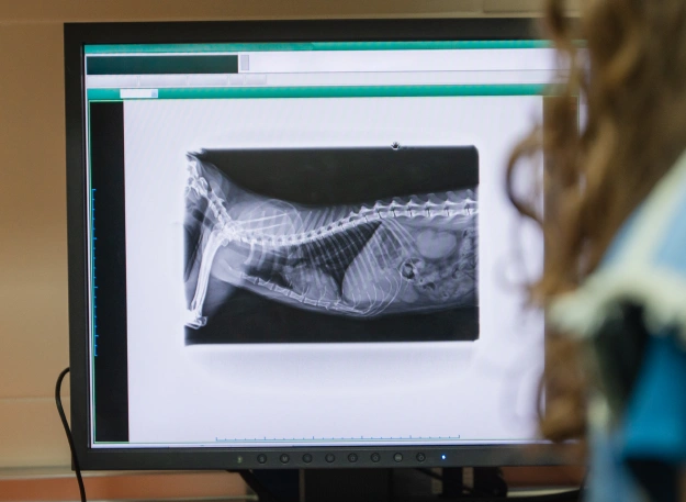 dog-diagnostics-care