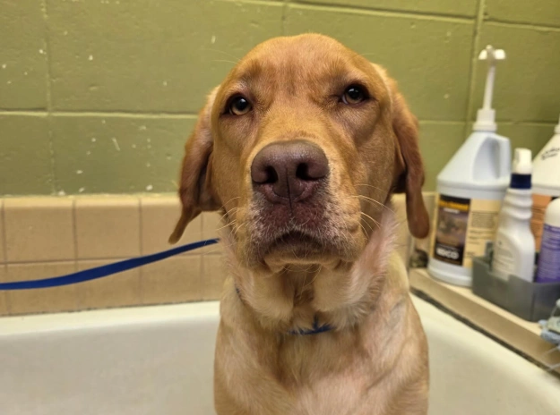 dog-preventative-care