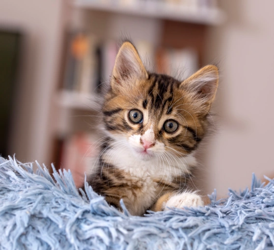 Kitten-care-preparing