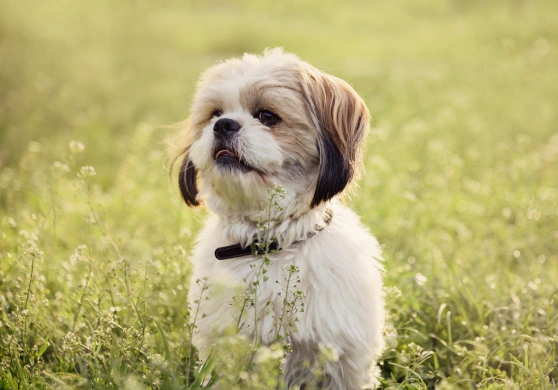 puppy-care-preparing