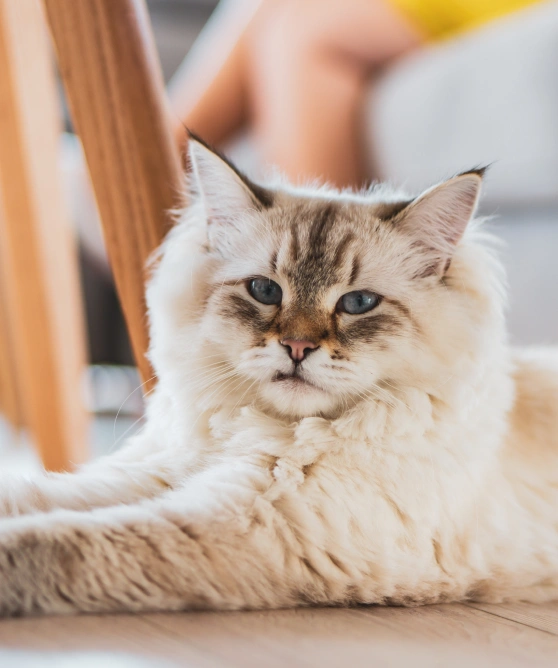 senior-cat-care-nutritional-counseling