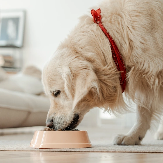 senior-dog-care-nutritional-counseling