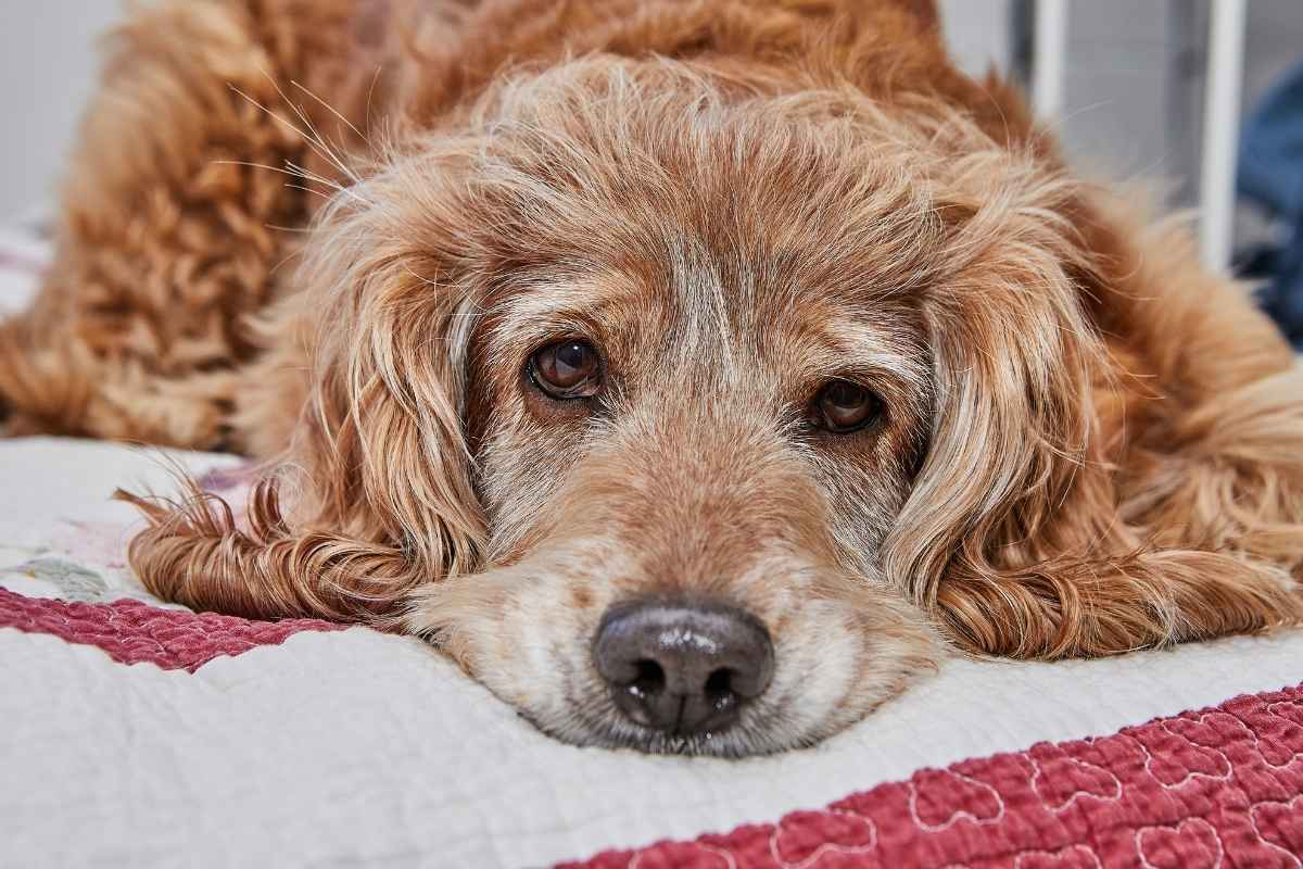 vet-approved-senior-dog-care-checklist