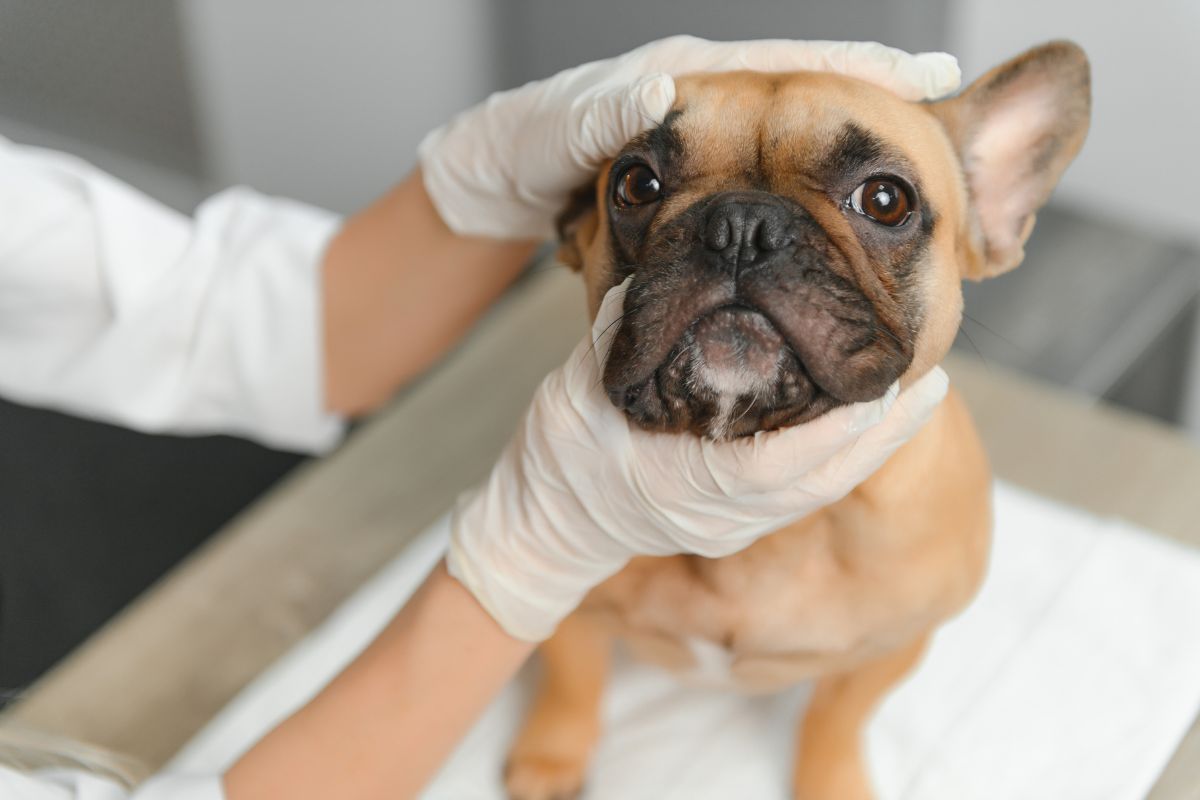 ulcer-in-dogs