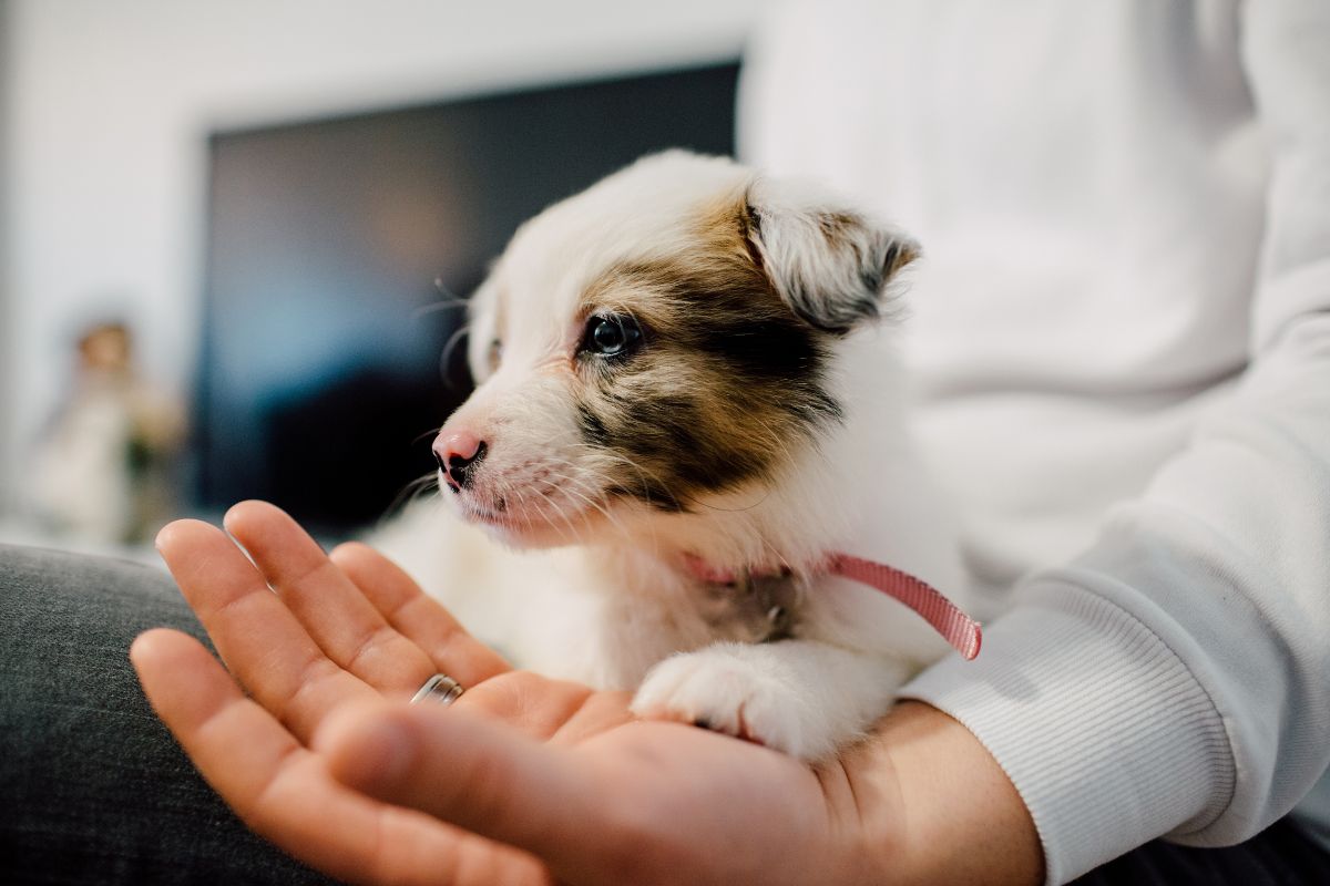 what-is-the-3-3-3-rule-for-dogs