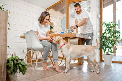 gentle-daily-routine-for-senior-dog