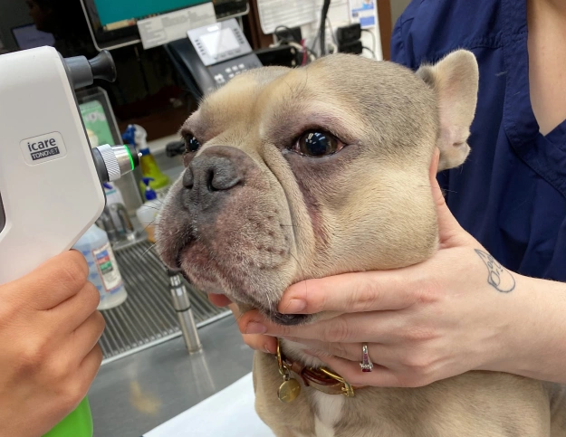 A French Bulldog undergoing an eye pressure test at a veterinary clinic, with a vet tech gently holding its head while a handheld tonometer device is held near its eye.
