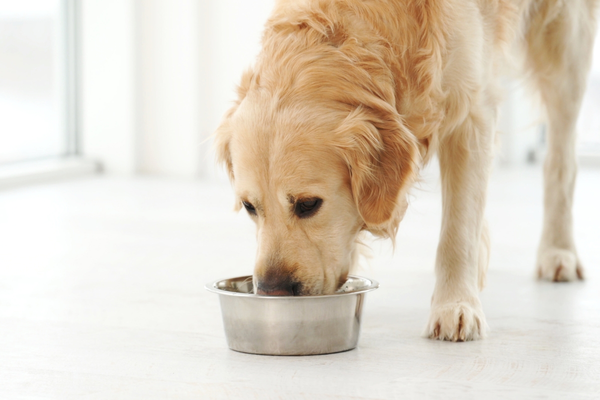 puppy-kitten-vs-senior-pet-nutrition