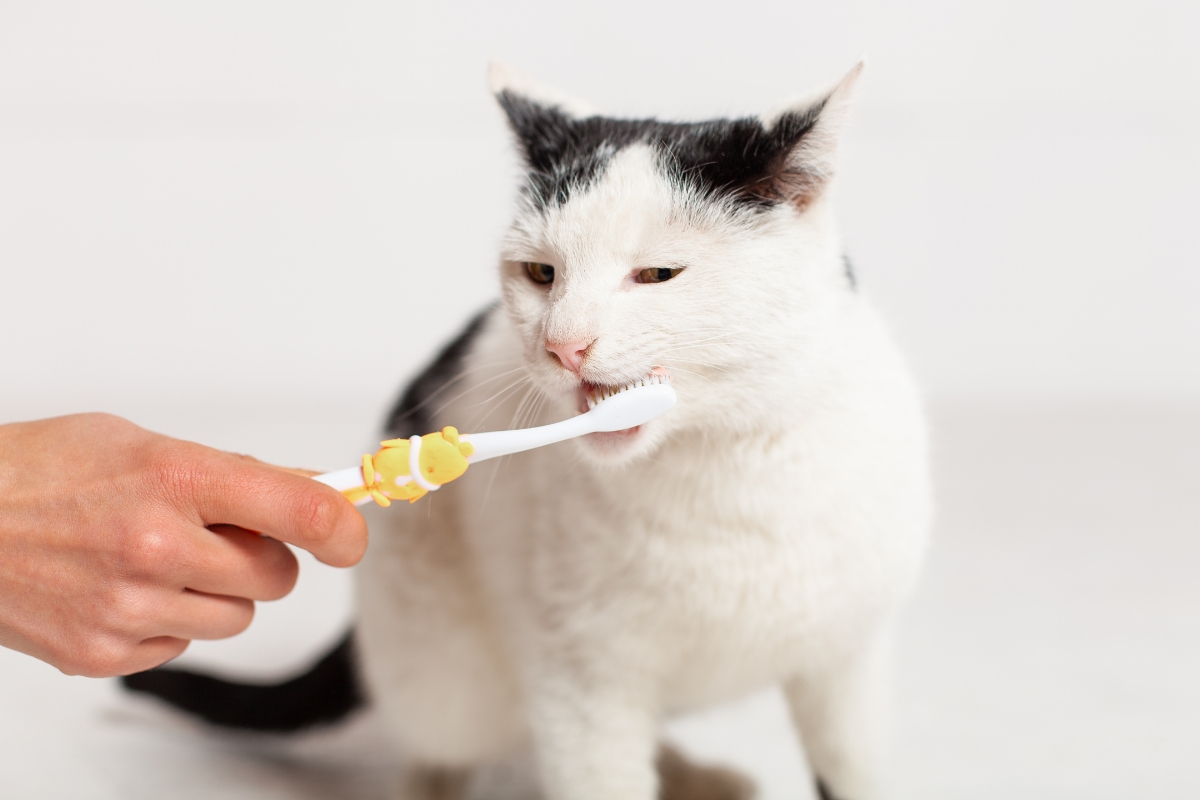 when-to-start-brushing-rescue-cat-teeth