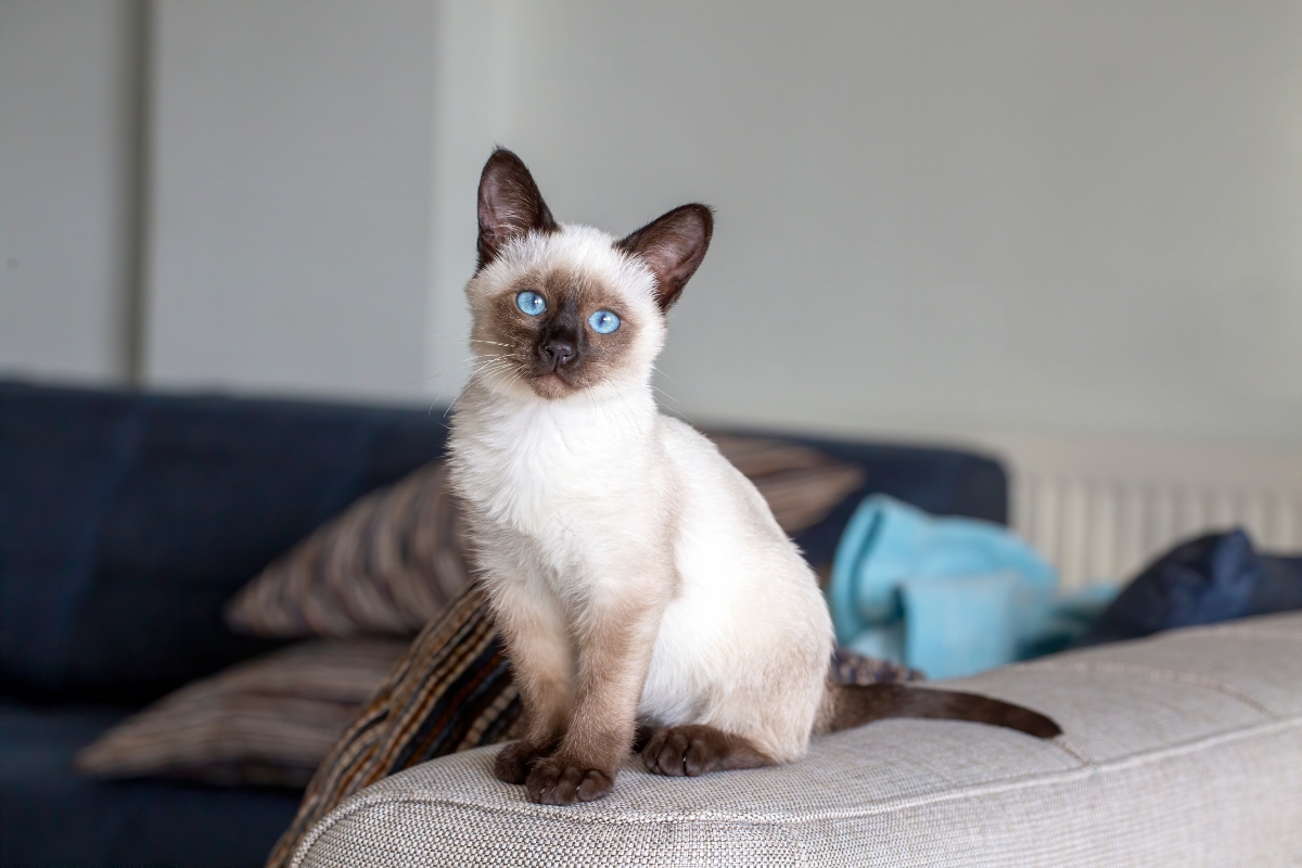 why-do-siamese-cats-meow-so-much