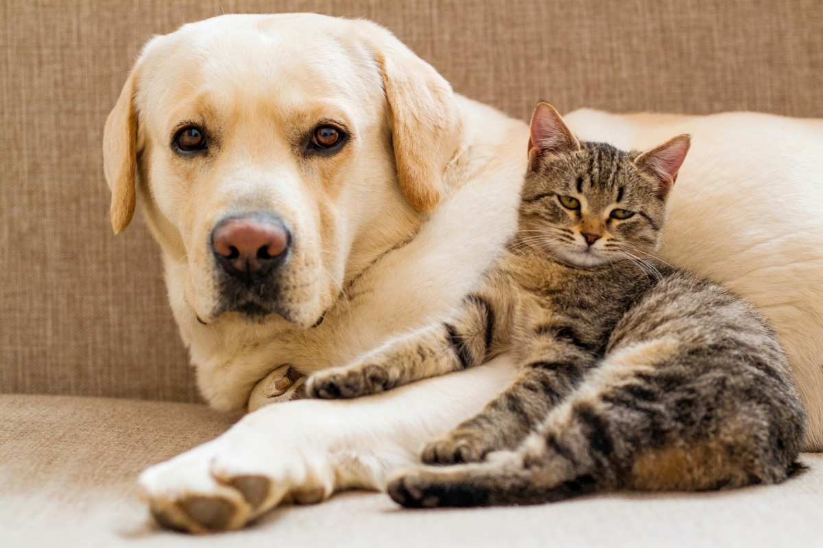 pet-urinalysis-dogs-cats